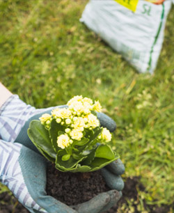 Fertilizers